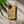 Load image into Gallery viewer, Hibiscus Rainbow Seashell Wood Case (iPhone)