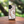 Load image into Gallery viewer, Octopus Tentacles White Wood Case (iPhone)