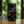 Load image into Gallery viewer, Tribal Hibiscus Wood Case Black (iPhone)
