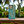 Load image into Gallery viewer, Nami Wave Turquoise Wood Case (iPhone)