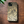 Load image into Gallery viewer, He’e (Octopus) Black Wood Case (iPhone)