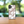 Load image into Gallery viewer, Tribal Hibiscus White Case (iPhone)