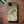 Load image into Gallery viewer, He’e (Octopus) Wood Case (iPhone)
